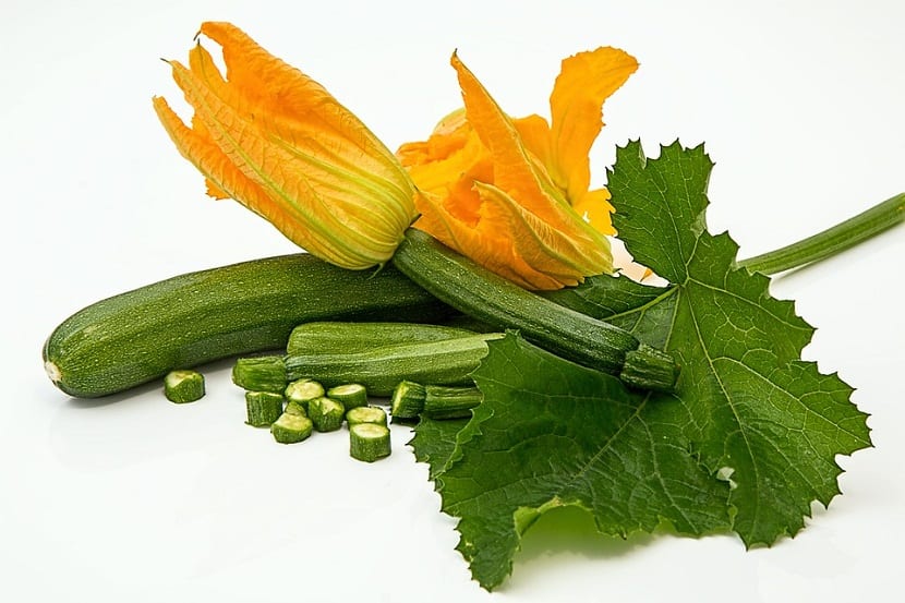Flor de calabacín abierta en la planta