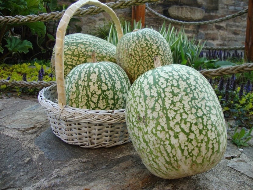 Calabazas cidras recolectadas y almacenadas tras la cosecha