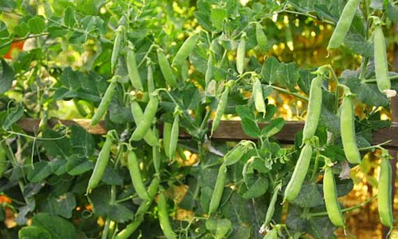 Guisantes cultivados en maceta con soporte de enrame