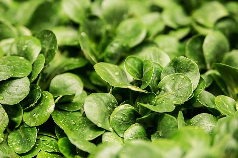 Ensalada preparada con hojas de canónigos