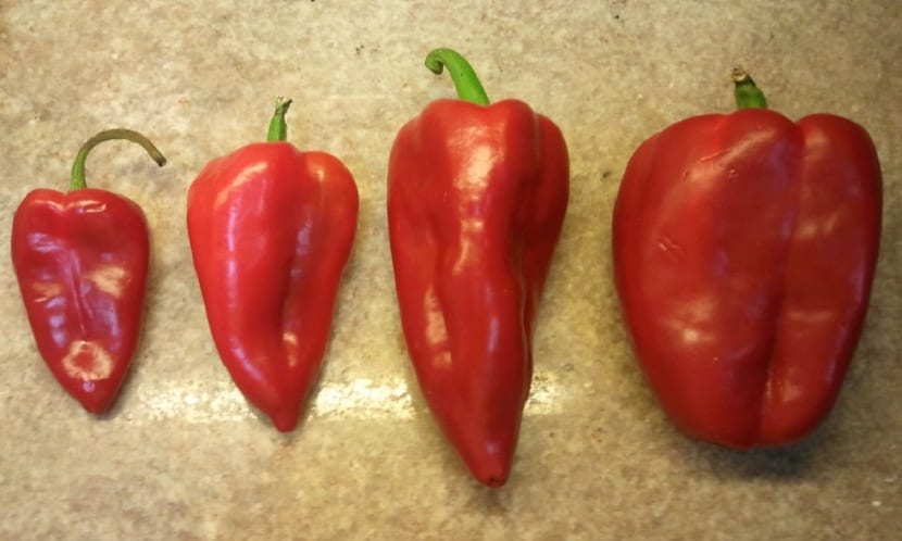 Pimientos najeranos rojos de varios tamaños
