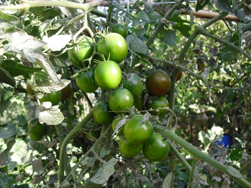Plantas de tomate entutoradas en un huerto