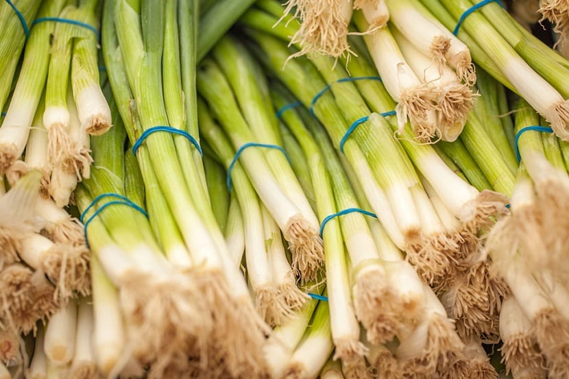 Cebolleta: características, siembra y cultivo paso a paso