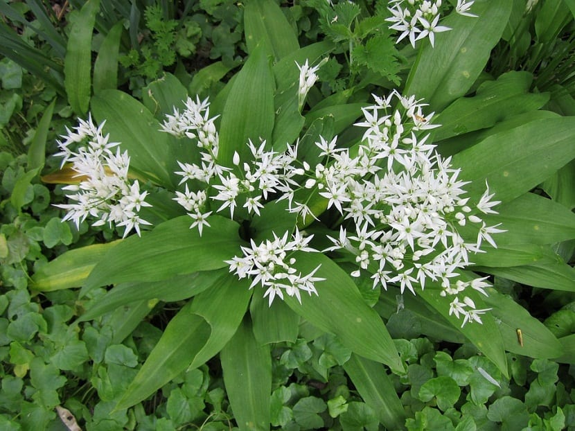 Flores blancas en umbela del ajo silvestre Allium ursinum