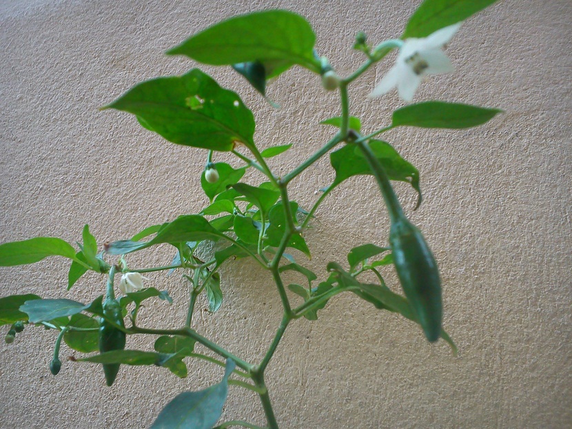 Germinación y crecimiento de plántulas de chile serrano