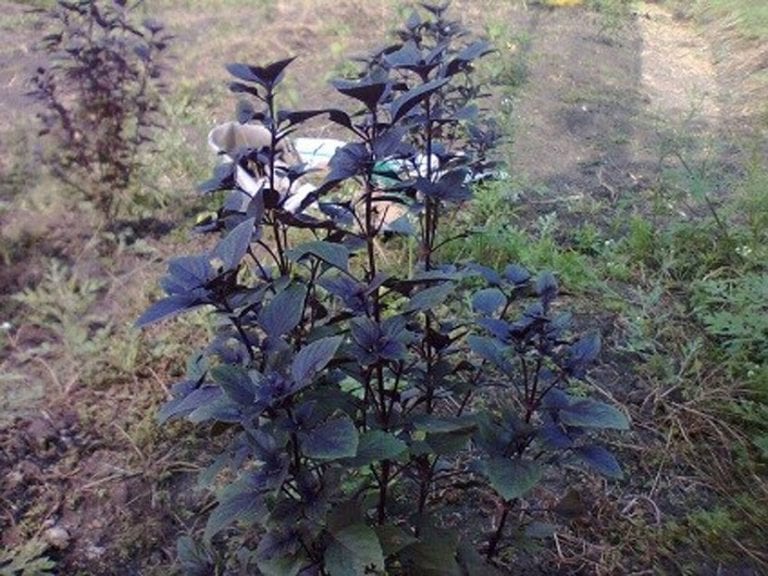 Albahaca morada de hojas púrpura