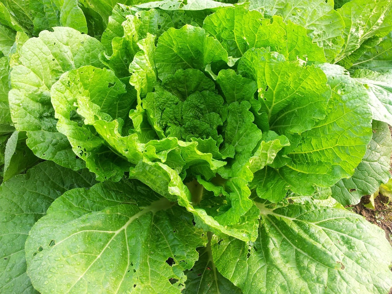 Col china: cultivo, siembra y cuidados paso a paso