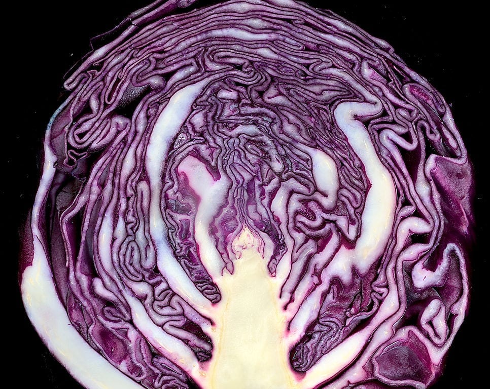 Coliflor morada: cultivo, cuidados y cosecha paso a paso