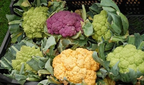 Distintos tipos y colores de coliflor