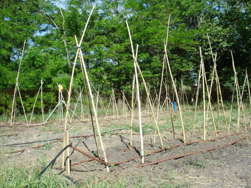 Tutores de caña colocados en un cultivo de tomateras