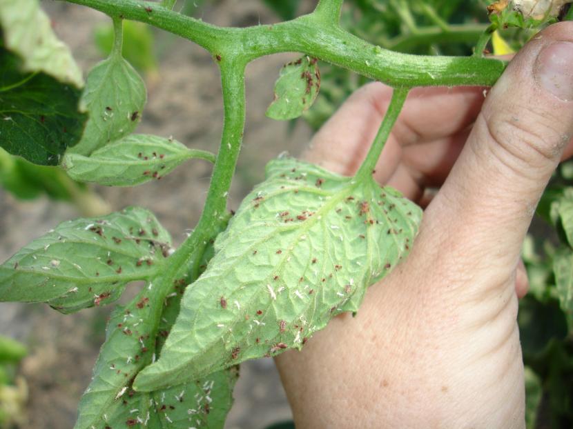 Pulgón sobre una planta del huerto
