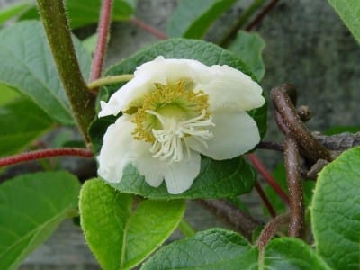 Flor de kiwi