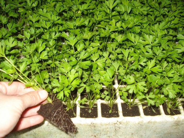 Plantas de apio creciendo en el bancal del huerto