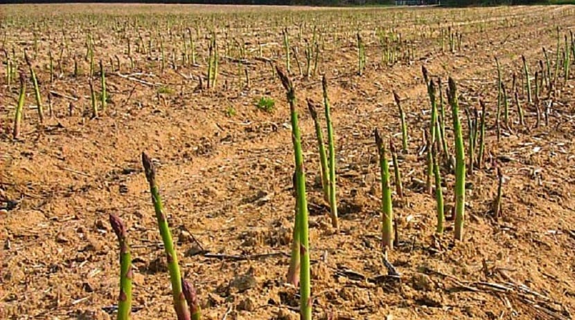 Espárragos verdes recién cortados