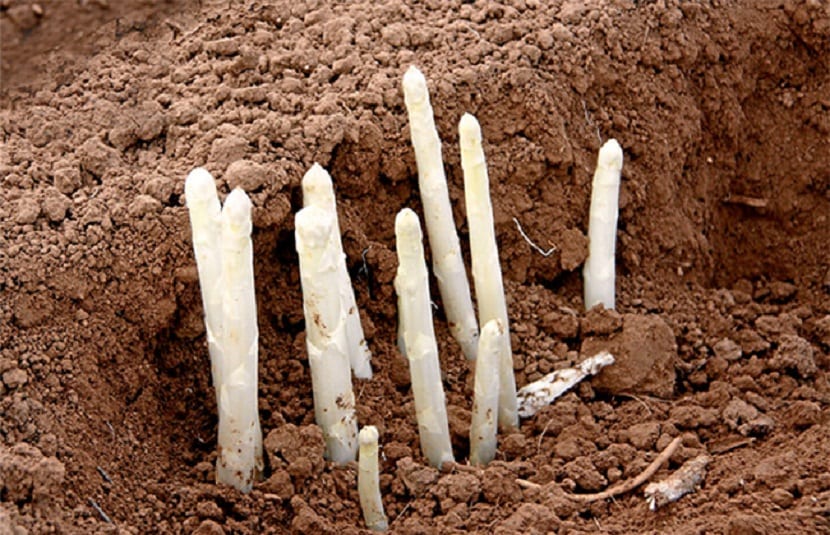 Planta de espárragos con ramaje desarrollado