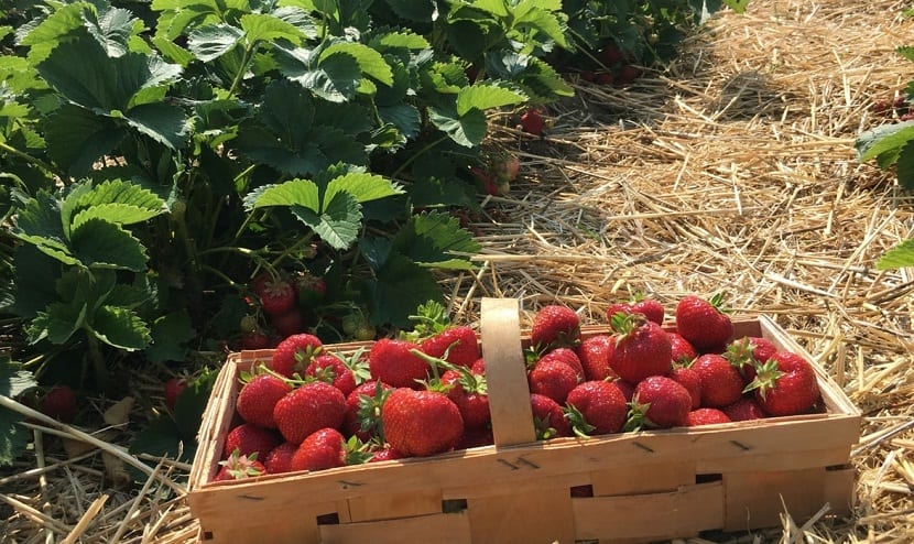 Recogida de fresas maduras en el huerto