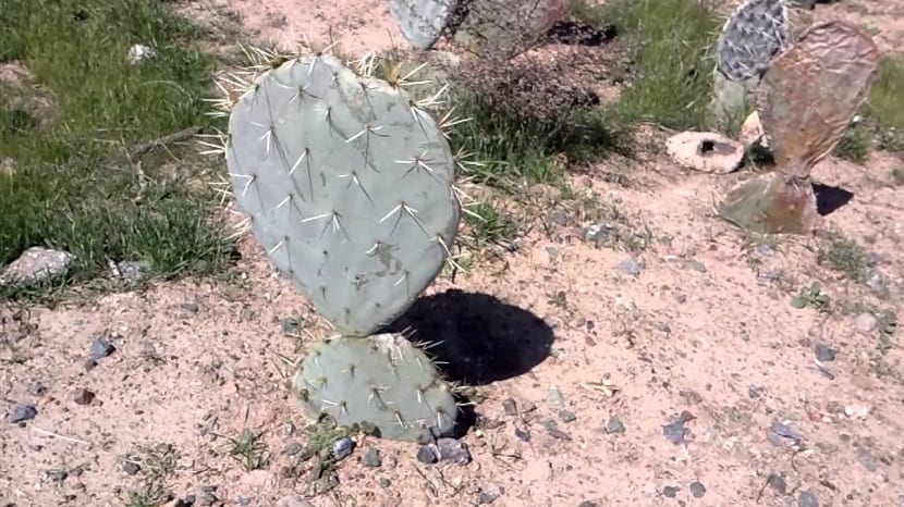 Cómo cultivar nopales por penca y por semilla