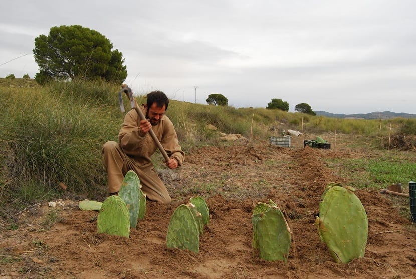 Cultivo de nopales al aire libre