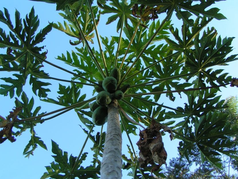 Planta de Carica papaya con frutos y follaje