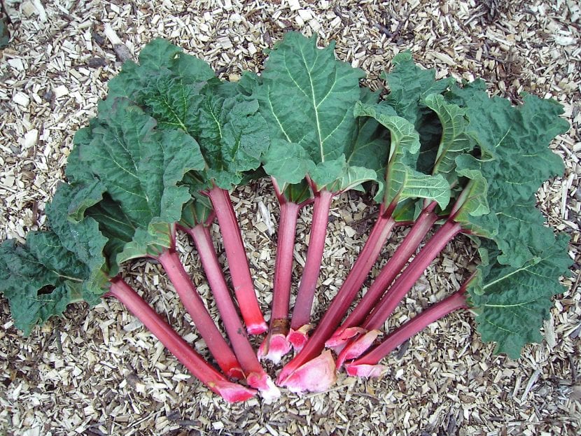 Hojas grandes de ruibarbo, la parte no comestible de la planta