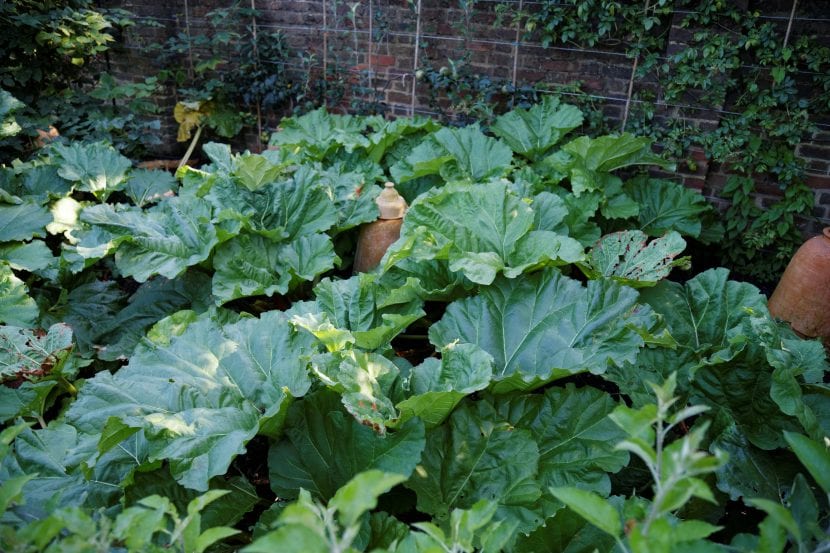 Plantas de ruibarbo con pecíolos rojos en el huerto