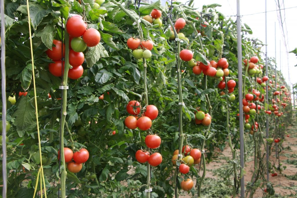 Ramo de tomates madurando en la tomatera