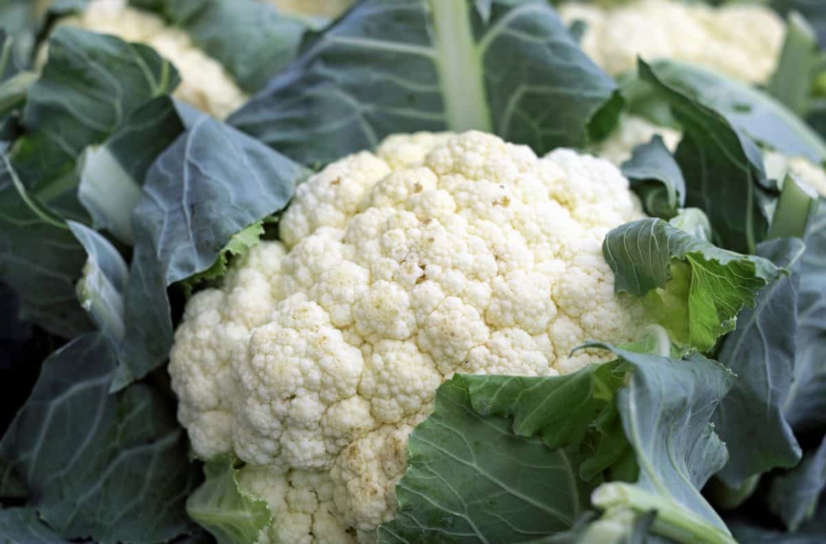 Pella blanca de coliflor protegida por las hojas envolventes en el huerto