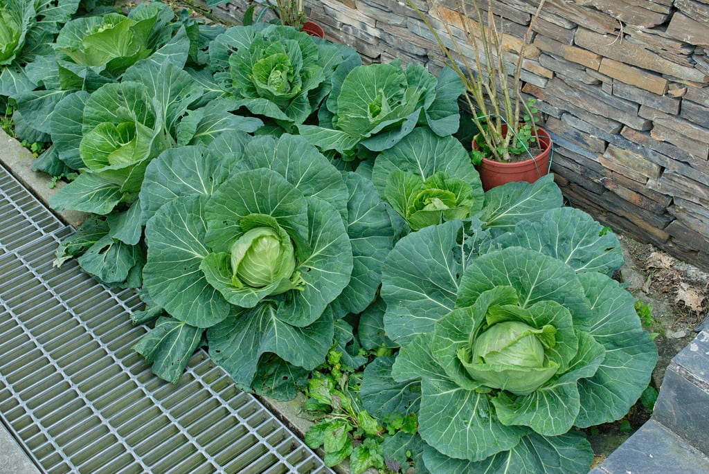 Plantas de coliflor en línea con las hojas exteriores desarrolladas