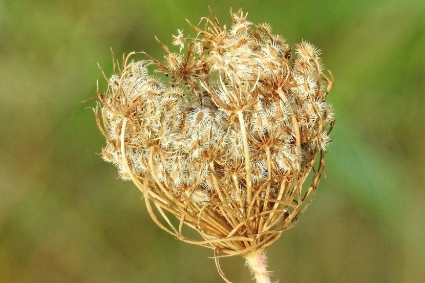 Flor de la zanahoria en umbela