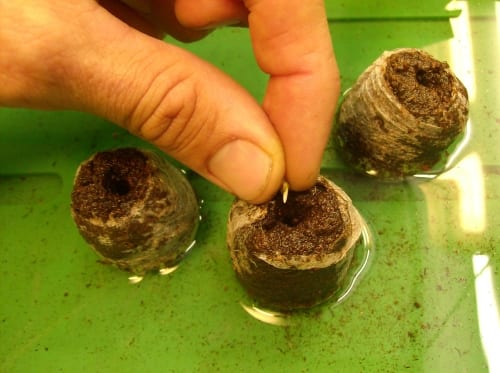 Cultivo hidropónico casero de hortalizas de hoja