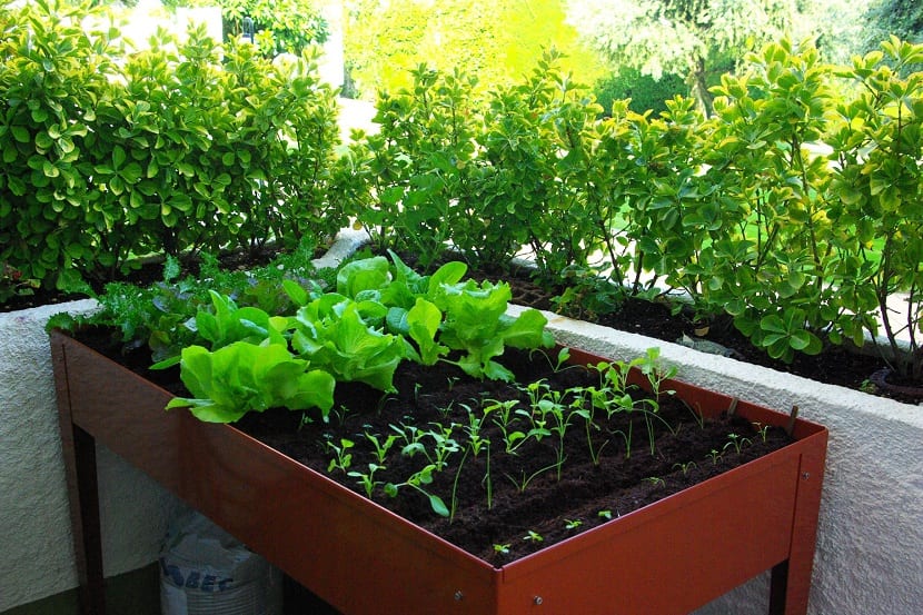 Huerto urbano montado en casa con macetas y jardineras