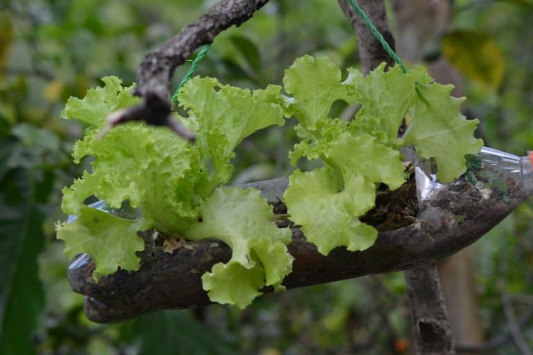 Lechugas creciendo en botellas de plástico recortadas