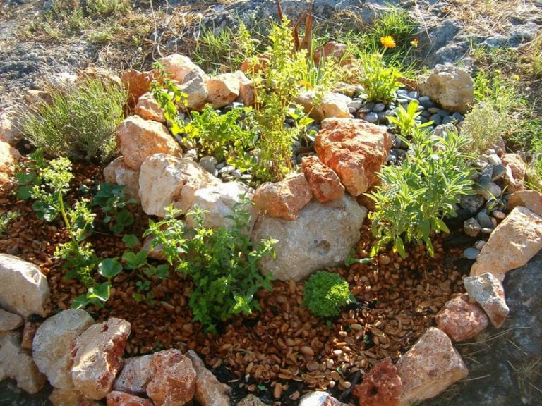 Plantas aromáticas creciendo en un huerto en espiral
