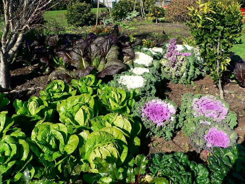 Cultivo de hortalizas en casa