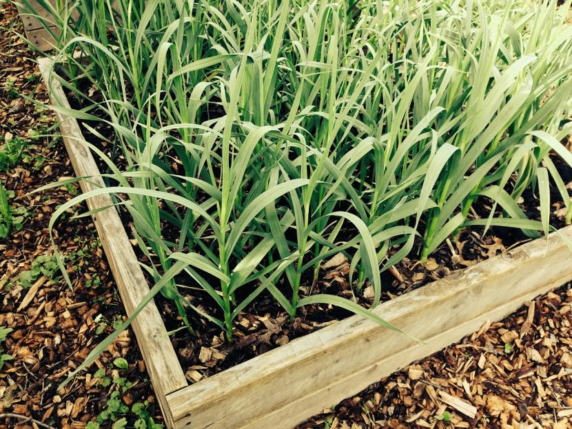 Plantas de ajo creciendo en el huerto con las hojas verdes erguidas