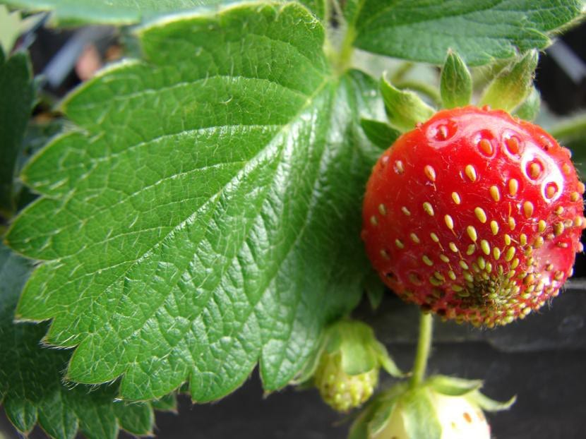 Plantas de fresa con frutos maduros