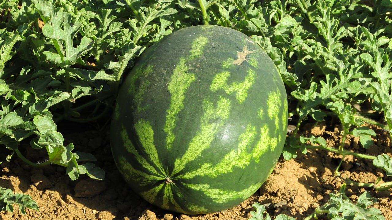 Cómo plantar sandías: guía completa de siembra a cosecha