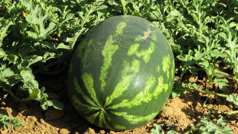 Planta de sandía extendida por el suelo del huerto
