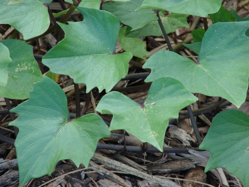 Follaje rastrero de la planta del boniato