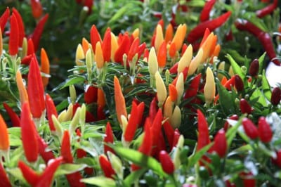 Planta de chile Basket of Fire cargada de frutos de colores