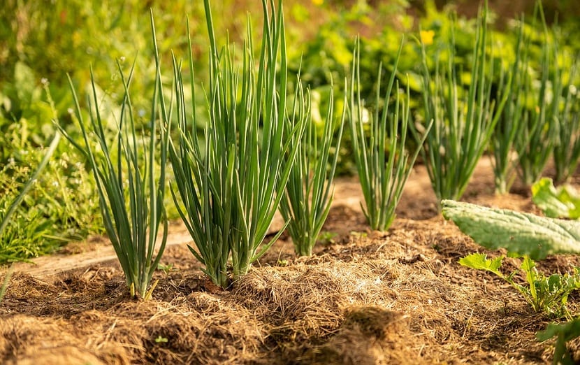 Cebollas cultivadas en el huerto recién arrancadas