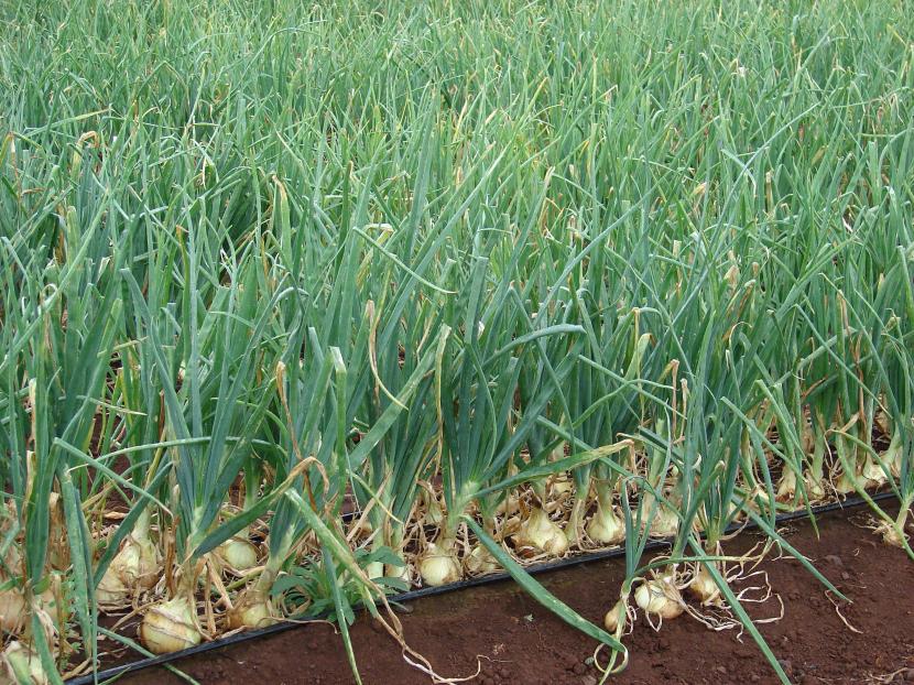 Plantas de Allium cepa creciendo en el huerto
