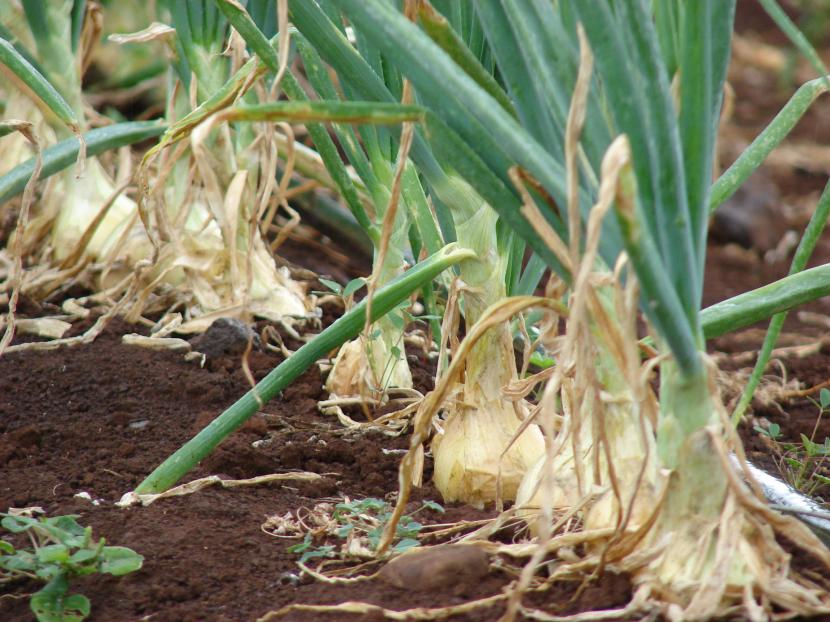 Cebollas cultivadas y recolectadas del huerto