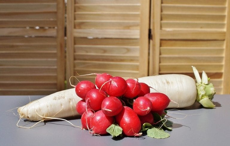 Rabanitos recién cosechados con sus hojas