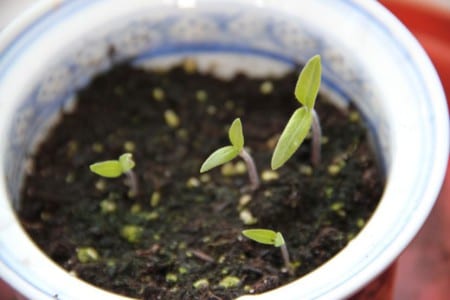 Plantines de tomatera listos para el repicado