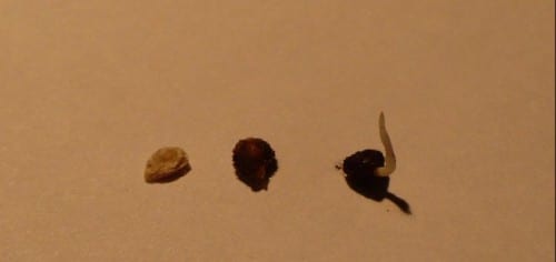 Semillas de tomate preparadas para la siembra