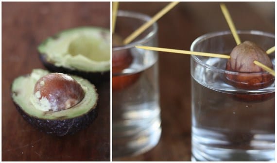 Aguacates maduros en el árbol