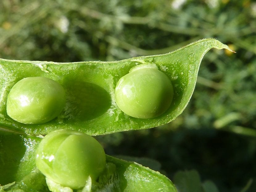 Frutos del guisante listos para la recolección