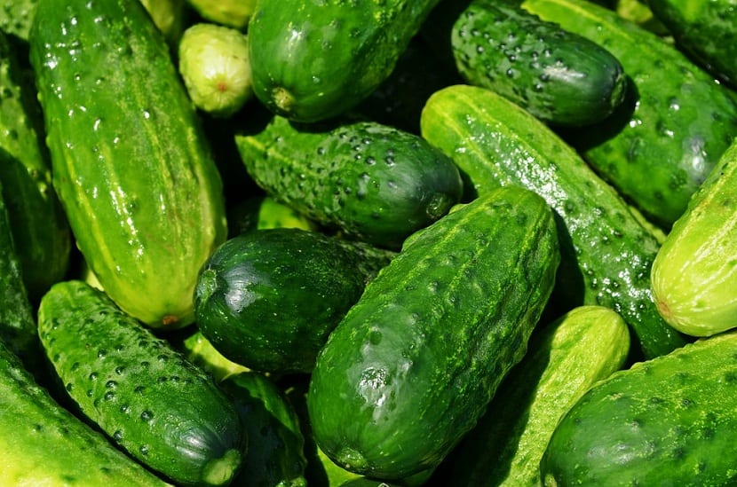 Cultivo del pepino: guía de siembra, riego y cosecha