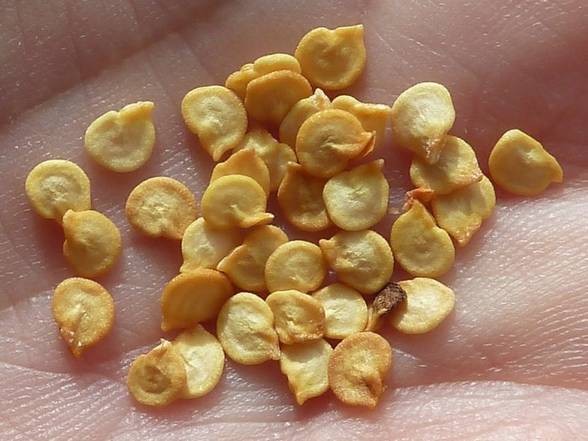 Semillas listas para sembrar en semillero